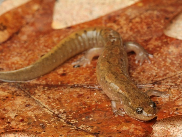 Dusky Salamander